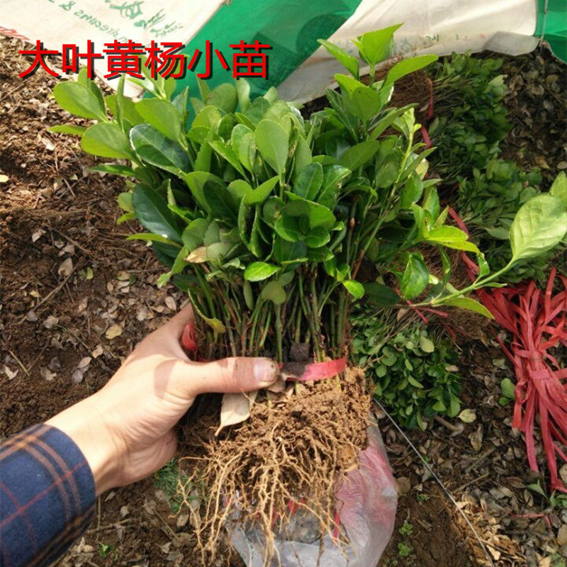 扦插大叶黄杨小苗床苗灌木绿篱苗圃种植工程用苗绿化苗木冬青小苗