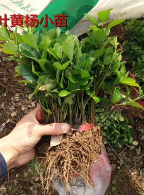 扦插黄杨灌木种植绿化冬青小苗