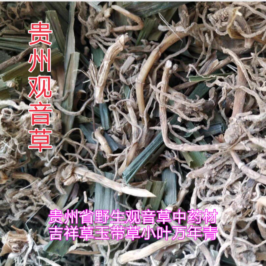 观音草500克包邮贵州省中药材吉祥草玉带草 小叶万年青新货
