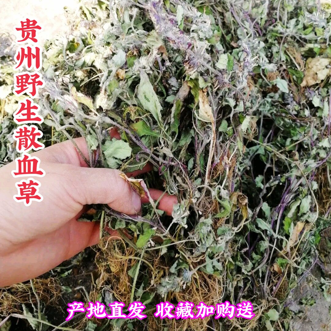 贵州省野生白毛夏枯草500克包邮中草药散血草破血丹筋骨草 过冬