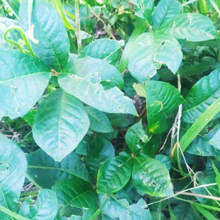 贵州省臭常山500克包邮中草药材臭羊山 大素药白胡椒臭山羊臭苗