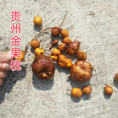 贵州省新鲜金果榄500g包邮纳雍中草药材地苦胆金狮胆破石珠