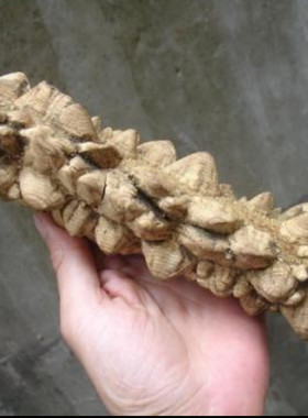 贵州省野生见血飞500g包邮飞龙掌血血见愁大救驾三百棒中草药材