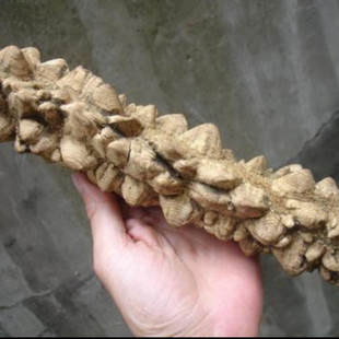 贵州省野生见血飞500g包邮飞龙掌血血见愁大救驾三百棒中草药材