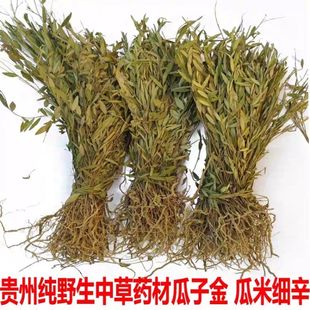 瓜子金包邮 中草药材贵州省金锁匙勒马回辰砂草惊风草