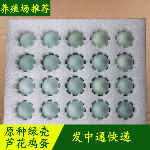 纯种绿壳蛋芦花杂交金芦花观赏鸡