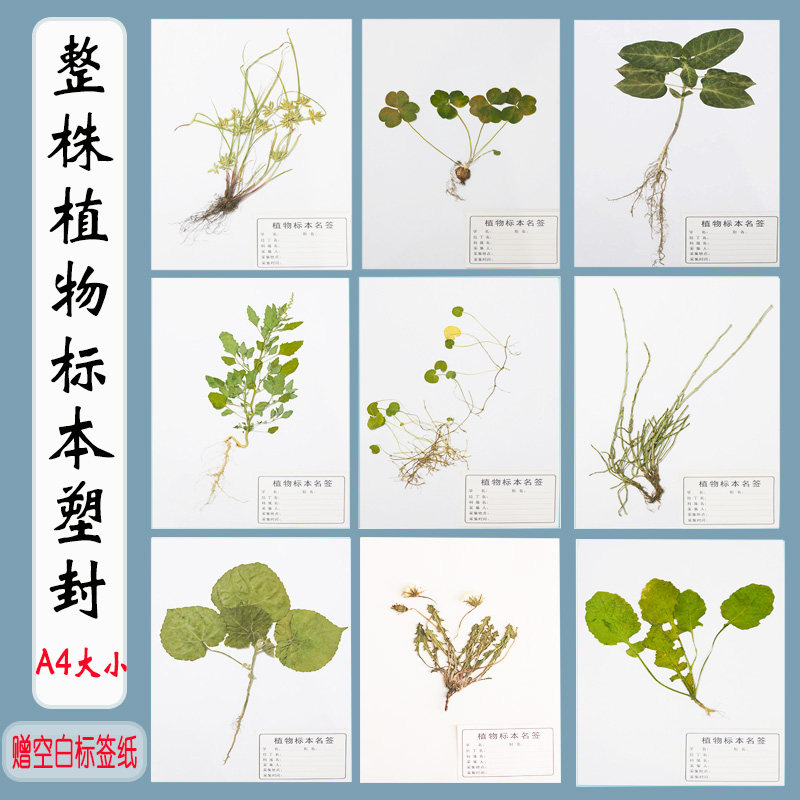 多种植物草本灌木农作物腊叶标本带根系教学展览科普展示塑封成品
