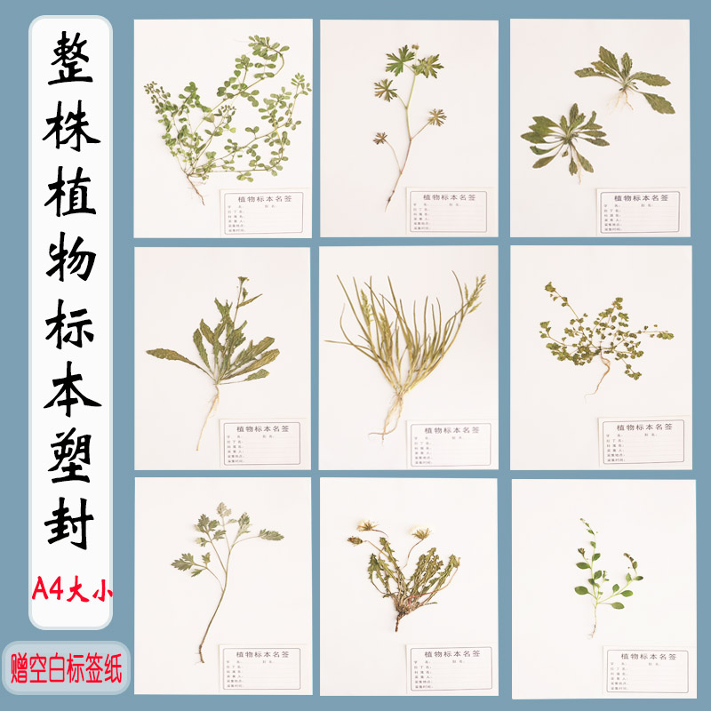 整株植物标本常见干草真植物带根认知A4大小塑封相框房间展示叶子_虎窝淘