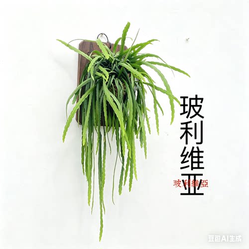 丝苇板植玻利维亚雨林开花吊兰垂藤耐阴好养懒人壁挂式倒吊绿植