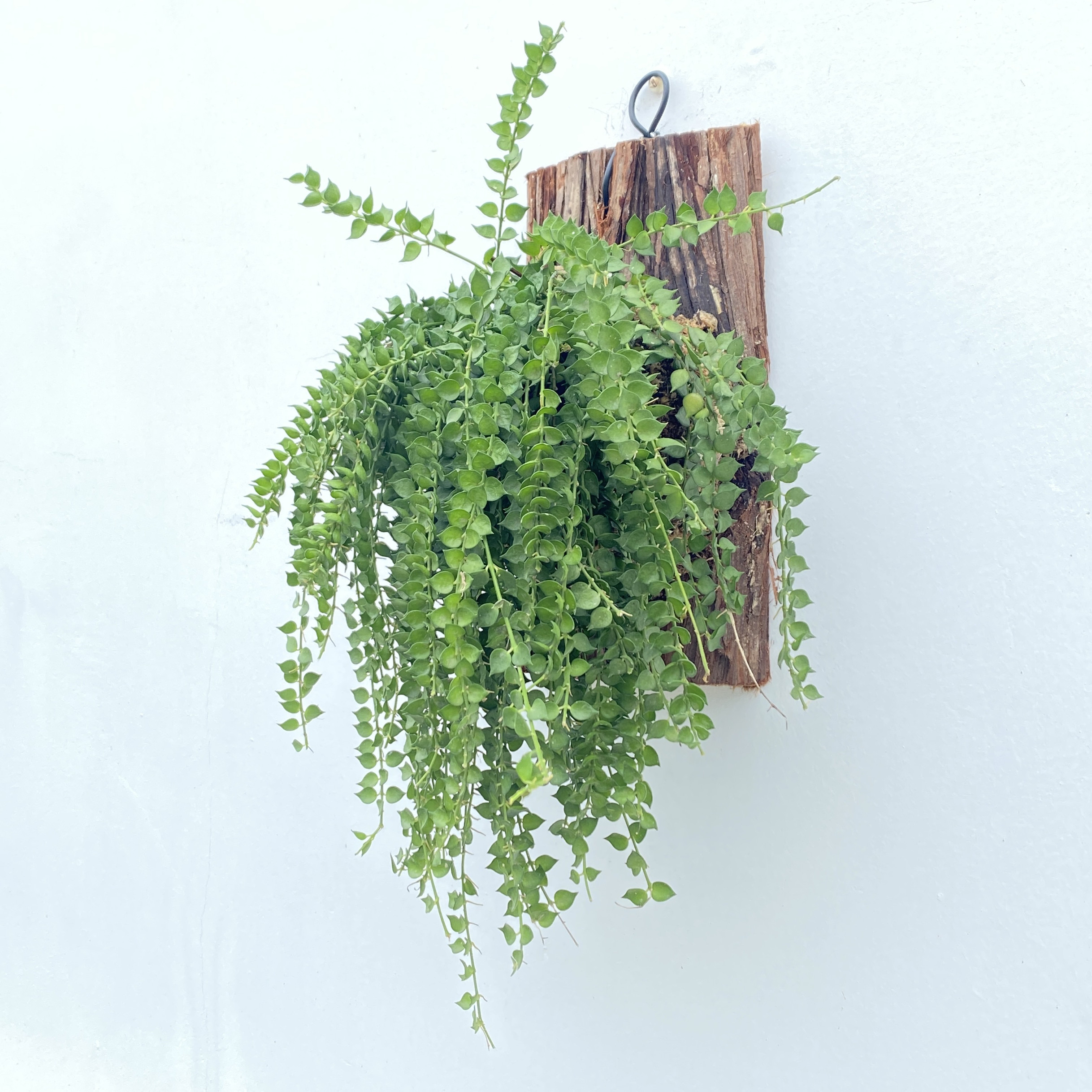 百万心板植心叶稀有品种四季常青好养室内绿植可垂吊壁挂墙面盆栽,鲜花速递/花卉仿真/绿植园艺,绿植,淘宝优惠券,粉丝福利购,淘宝优惠卷