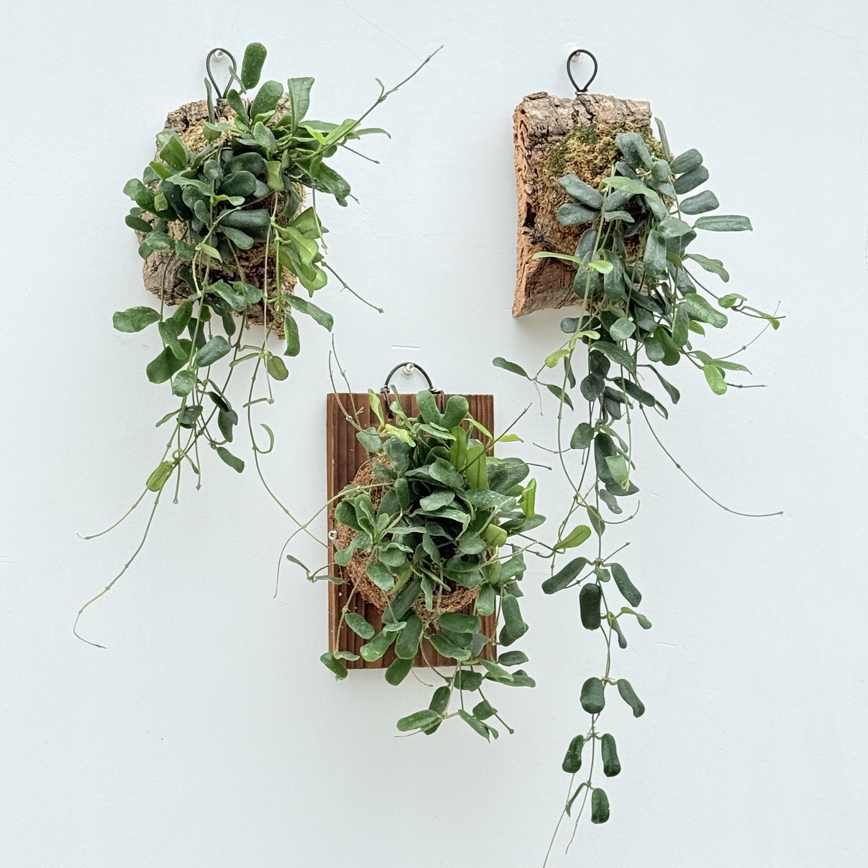 板植 小方叶球兰  方形叶子厚 室内精选挂墙绿植花卉