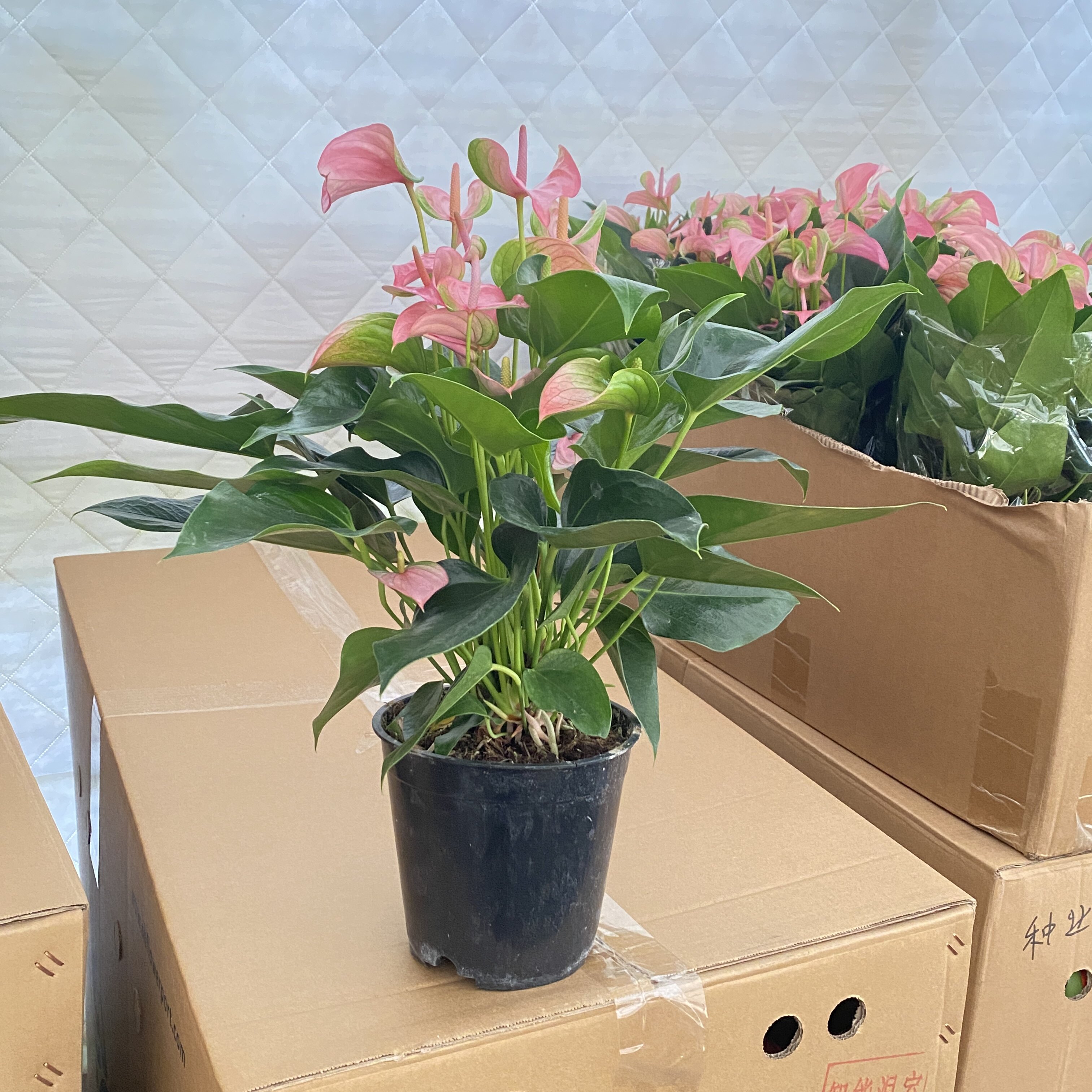 朱莉 红掌盆栽  上海发货 室内挂墙植物