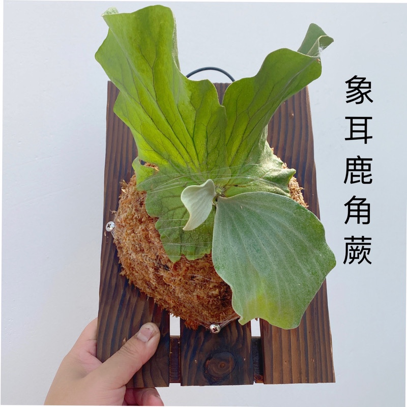 象耳鹿角蕨稀有网红热植室内好养绿植鹿角蕨挂墙植物创意植物