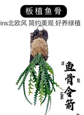 鱼骨令箭荷花锯齿昙花 ins北欧风室内新奇植物可悬吊好养绿植盆栽
