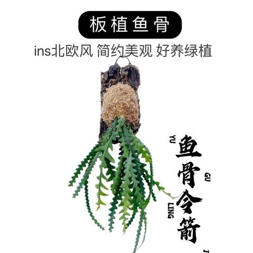 鱼骨令箭荷花锯齿昙花 ins北欧风室内新奇植物可悬吊好养绿植盆栽