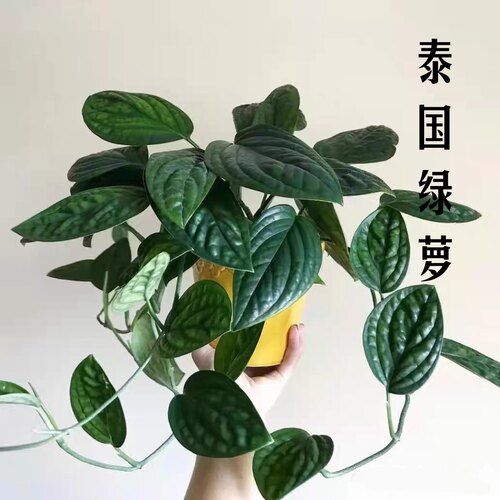 泰国绿萝墨西哥秘鲁皱叶龟背竹绿植盆栽室内净化空气吸甲醛爬藤