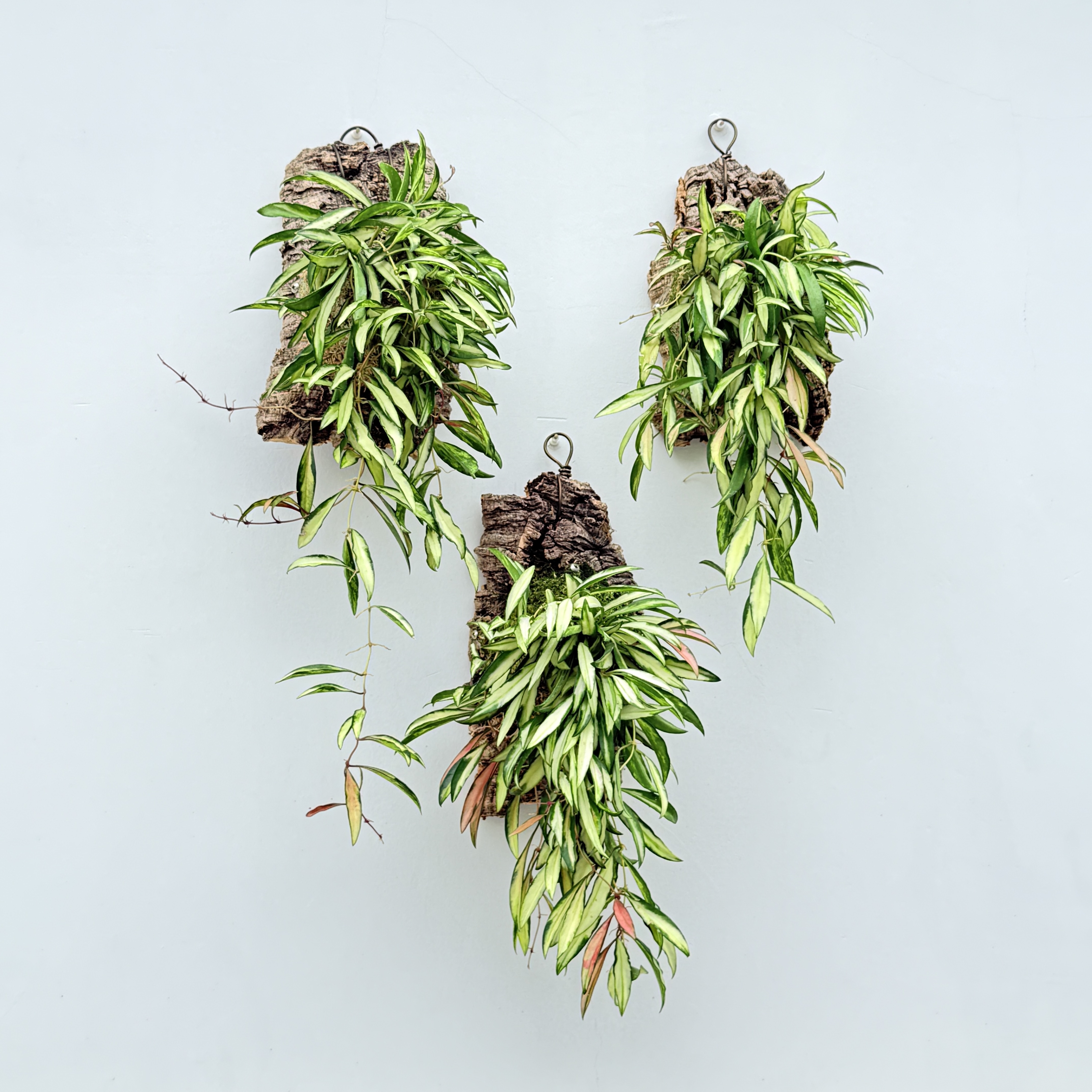 橙色红金钻奥兰治桌面观叶植物