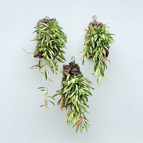 橙色红金钻奥兰治桌面观叶植物