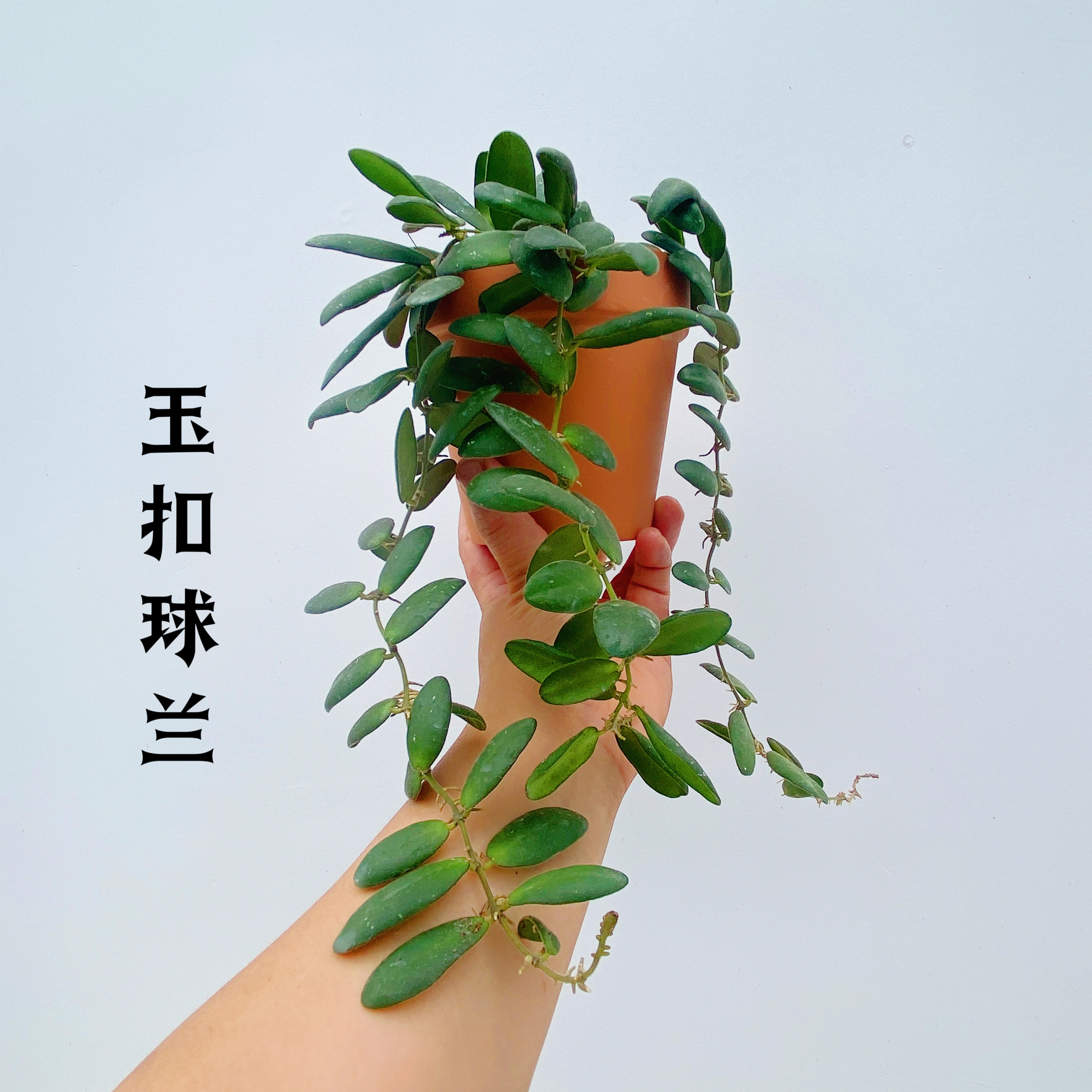 玉扣球兰 (hoya gps7240) 珍稀品种可爱小叶片阳台植物治愈系