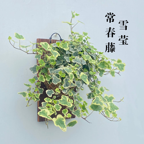 雪莹常春藤板植 室内耐阴垂吊桌面懒人净化空气绿植好养皮实耐寒