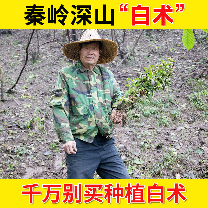 深山正品足龄白术片泡水