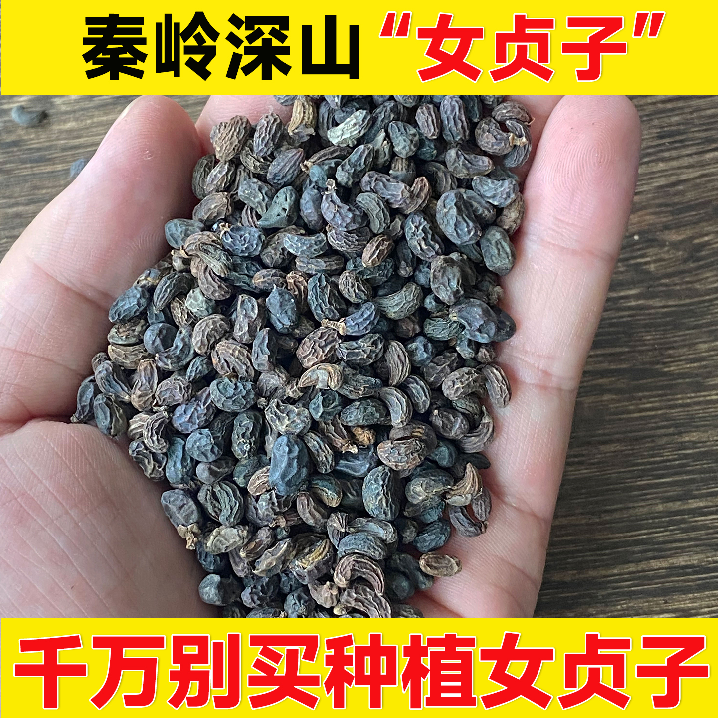 秦岭深山女贞子天然无硫熏新干货