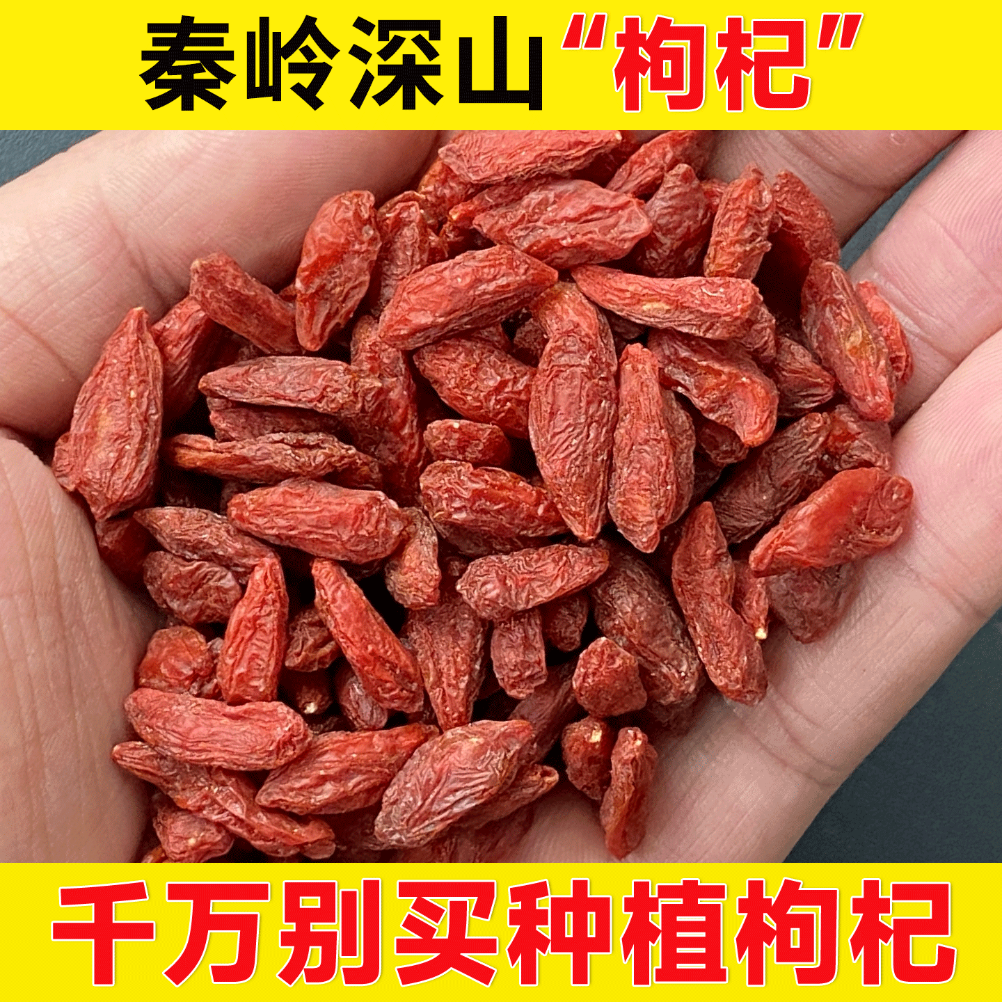 正品深山枸杞干500g正宗非特级无硫宁夏官方枸杞子菊花决明子茶