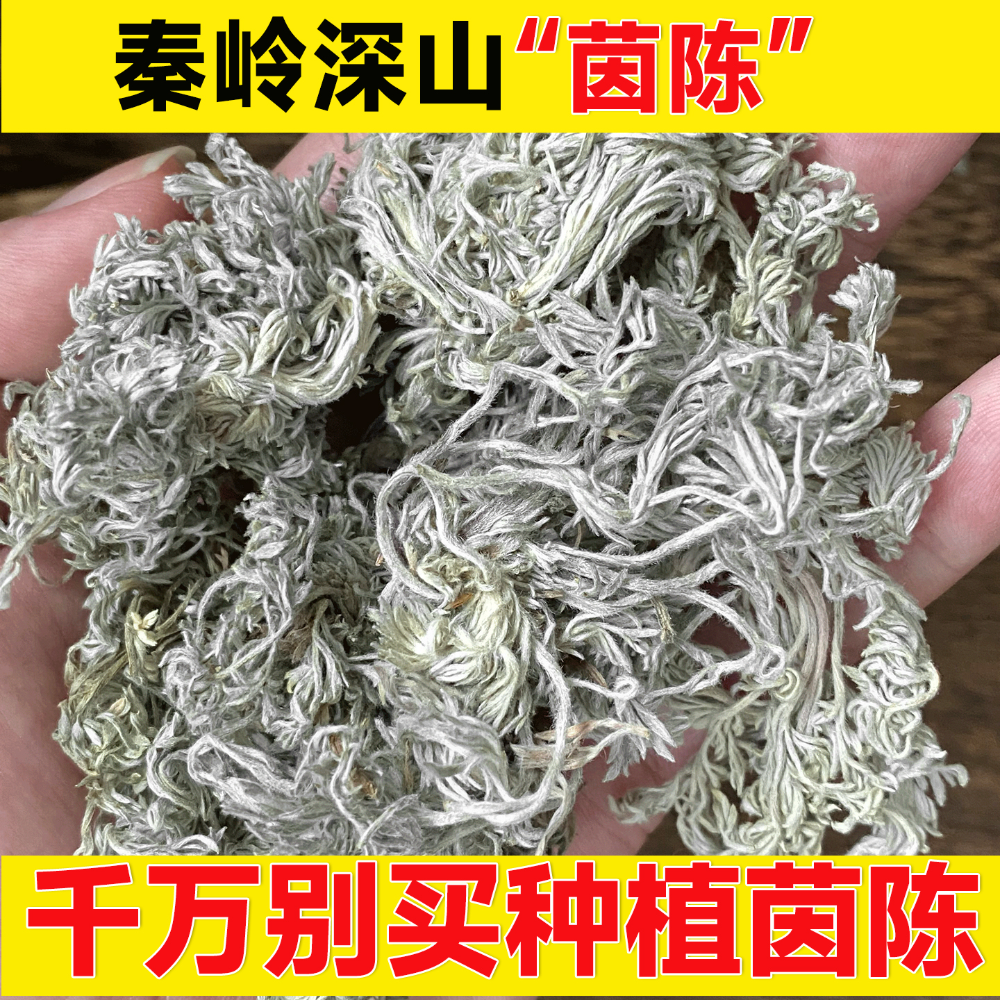 2025年新货茵陈深山干货三月绵茵陈白蒿泡水干棉因陈嫩荫陈蒿汤茶