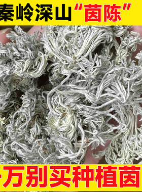 2025年新货茵陈深山无硫干货三月绵茵陈白蒿泡水干棉因陈五味子茶