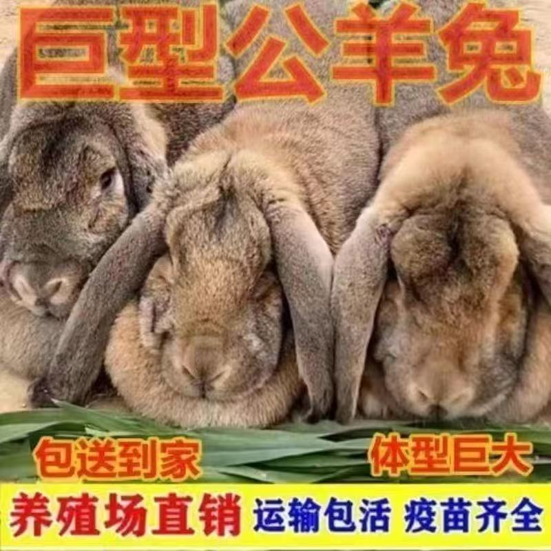 纯种公羊兔活体新品转基因巨兔大型兔子活体肉兔苗巨兔子包邮包活