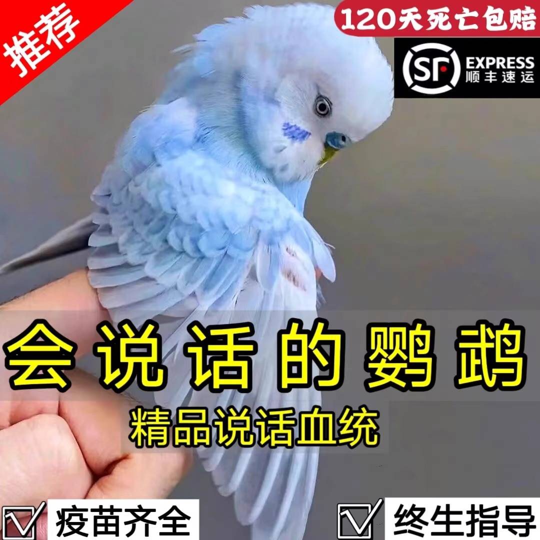 虎皮鹦鹉活鸟会说话的手养鹦鹉云斑幼鸟儿童宠物活体活物观赏鸟类