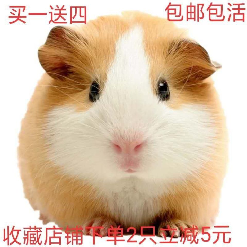 荷兰猪活体宠物豚鼠家养健康送饲料笼子磨牙零食宠物幼崽