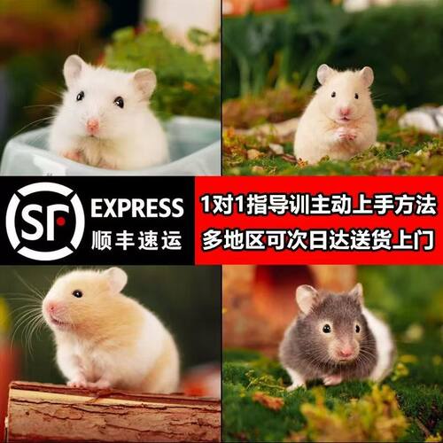 【顺丰】家养小仓鼠金丝熊短毛长毛卷毛波利包活到家已打疫苗
