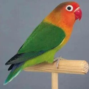 红嘴爱情鸟牡丹鹦鹉宠物活体笼养活物宠物鸟易上小鸟成年繁殖种鸟