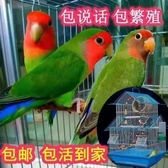 黄桃牡丹鹦鹉活体鸟蓝银绿金顶鹦鹉爱情鸟绿桃牡丹紫罗兰鸟说话