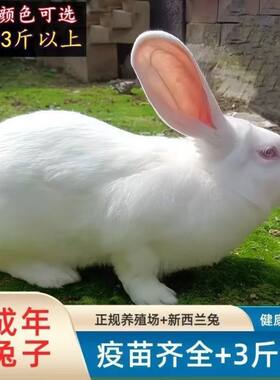 兔子活体三斤以上发情母兔公兔成年种兔比利时肉兔新西兰大型兔苗