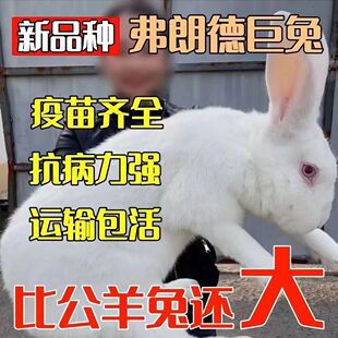 兔子活物大巨型肉兔白兔小兔苗比利时家养肉兔苗月月兔新品大流士