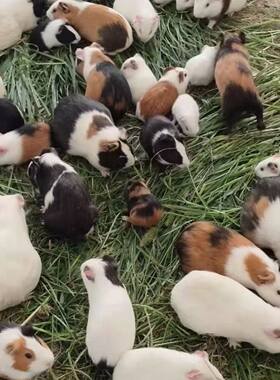 自家养殖可爱宠物活体豚鼠荷兰猪活物公母短逆可繁殖卡皮扒拉同款