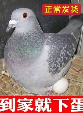 元宝落地一对王活落地纯种疫苗公母特大型做王灰色鸽已