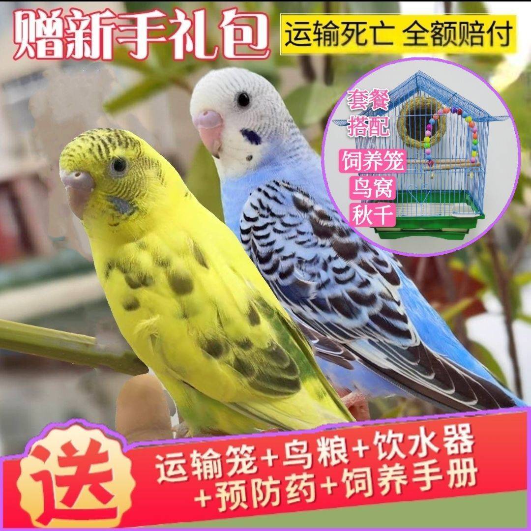 虎皮鹦鹉宠物活物云斑活体大型小鸟活宠物玄凤鹦鹉活鸟鸟活物幼鸟