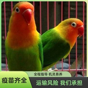 牡丹捡漏牡丹笼养鹦鹉活体成年小鸟活鸟学说话宠物鸟爱情鸟鹦鹉鸟