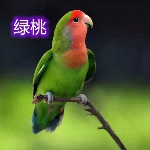 黄桃牡丹鹦鹉活体鸟蓝银绿金顶鹦鹉爱情鸟绿桃牡丹紫罗兰鸟说话