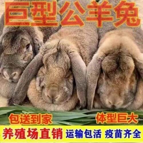 新品二代纯种公羊兔活体大型家养巨兔兔子活体肉兔苗巨兔包邮包活