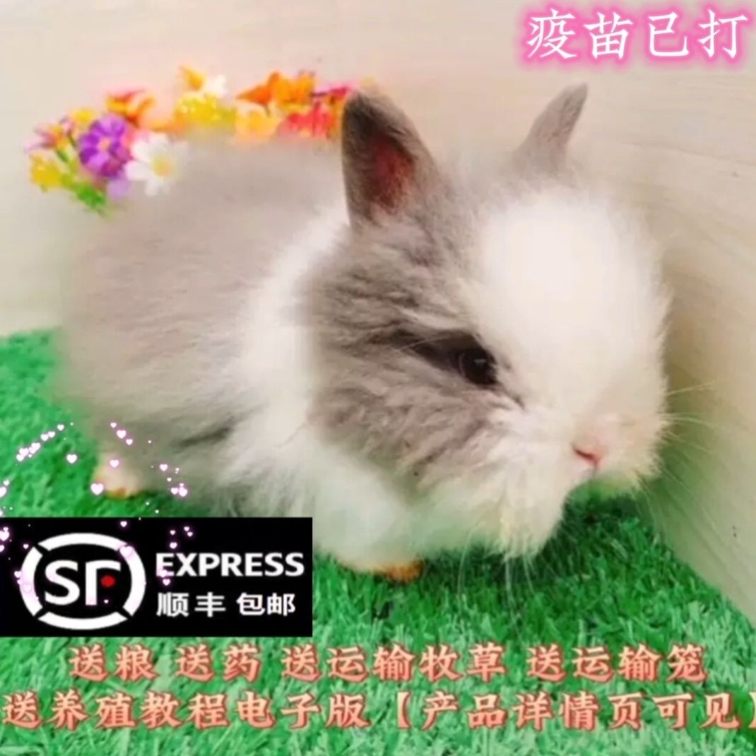 网红猫猫兔活体兔盖脸宠物兔纯种道奇侏儒小型迷你垂耳兔包邮