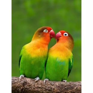 牡丹鹦鹉活体红嘴身会技能鸟笼养宠物鸟学说话小鸟爱情鸟