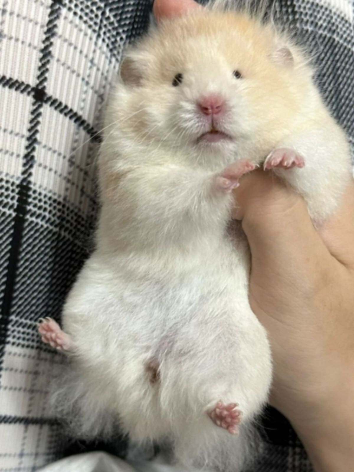 长毛金丝熊活物已打疫苗小仓鼠长毛熊稀有波利宝宝卷毛熊活体宠物