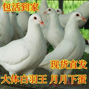 鸽子活体青年鸽一对肉鸽家养瓦灰白羽王雨点落地王米玛斯健康包活