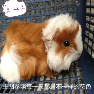 逆毛荷兰猪活物豚鼠活体幼崽荷兰鼠宠物荷兰兔彩豚加州猪幼崽家养