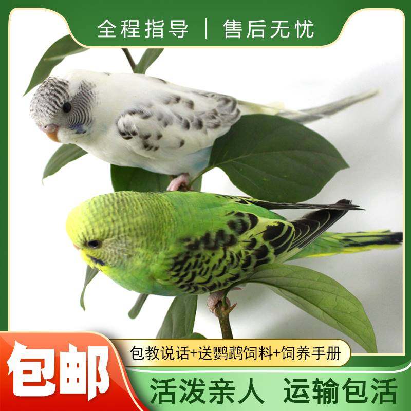 云斑鹦鹉鸟活体鸟粮虎皮鹦鹉鸟笼手养会说话幼鸟活物宠物鹦鹉活鸟