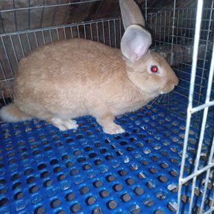 大型种兔家养大型肉兔新西兰比利时八点黑青紫兰可食用成年兔子